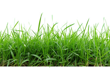 fresh spring green grass, isolated on transparent and white background.PNG image	