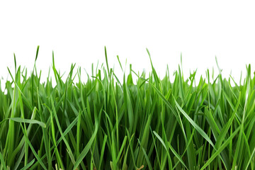 Fototapeta premium fresh spring green grass, isolated on transparent and white background.PNG image 