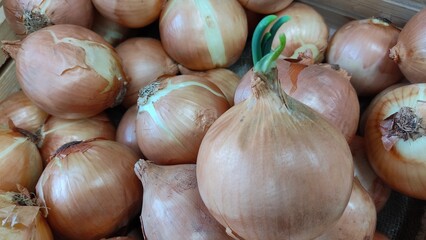 onions on the market