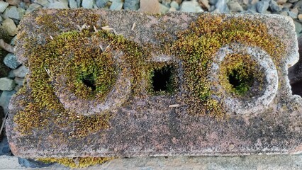 detail of a mosaic of a lizard