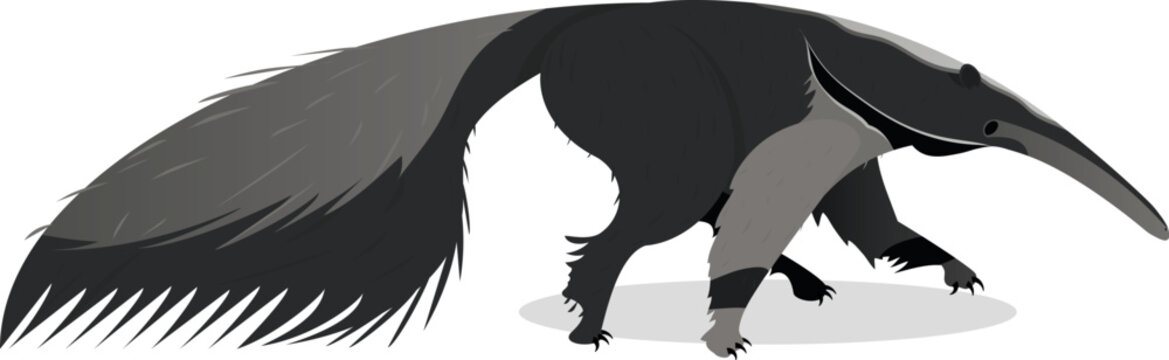 tamandu&aacute;-bandeira, mam&iacute;fero inset&iacute;voro nativo de parte da Am&eacute;rica - Am&eacute;rica Central e do Sul - sem fundo