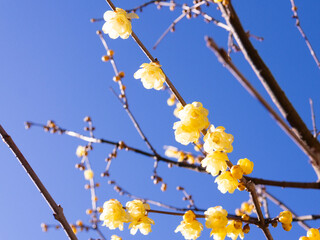 Wax plum blossoms that shine against the blue sky