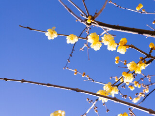 Wax plum blossoms that shine against the blue sky