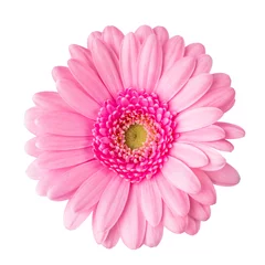 Foto op Plexiglas Gerbera daisy flower close-up view from above isolated on white background © ranbo
