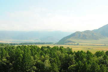 Obraz premium A look through the tops of the trees at a flat valley at the foot of the mountain on a sunny summer day.