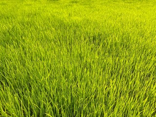 green grass background