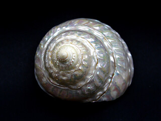 Harmonious organic swirl of a seashell reminding of the sea with its wavy white nacre. The gem of nature is on black background. The shell shape looks like a woman's breast.