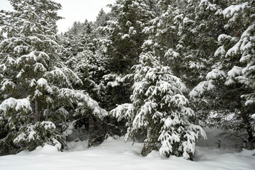 Snow covered spruce trees after winter storm; Grand Teton NP; Wyoming