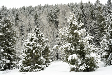 Snow covered spruce trees after winter storm; Grand Teton NP; Wyoming