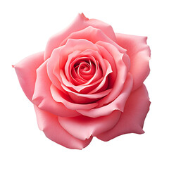 PNG Image featuring Pink Rose Isolation