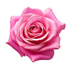 Fresh Pink Rose with Clear Background Transparency