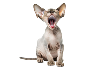 Hairless cat meowing, isolated on transparent background.