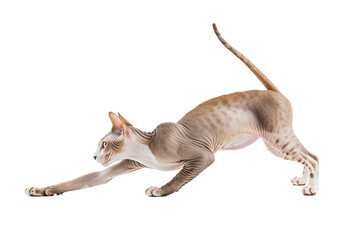 Naklejka premium Cat stretching, isolated on transparent background.