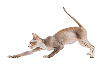 Cat stretching, isolated on transparent background.