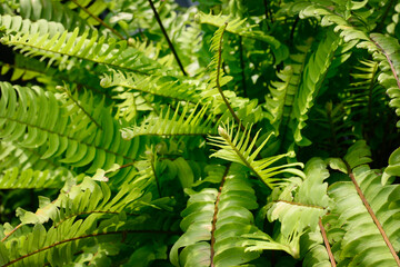 Adiantum pedatum, a type of plant that is good for shaded areas