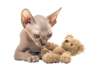Sad cat looking for comfort with it's teddy bear. Isolated on transparent background.