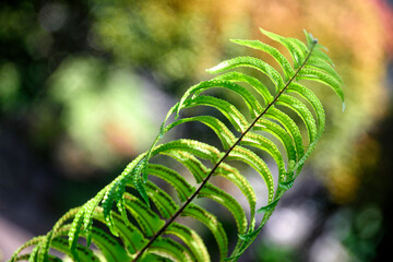 Adiantum pedatum, a type of plant that is good for shaded areas