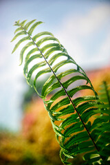 Adiantum pedatum, a type of plant that is good for shaded areas