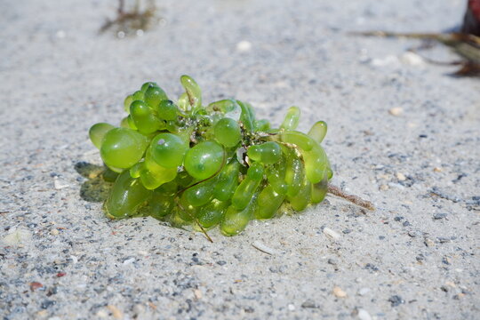 Boergesenia forbesii is marine green algae. Grape like structure of single cells together make a bunch or colony of algae. Single grape is thought to be one large single cell