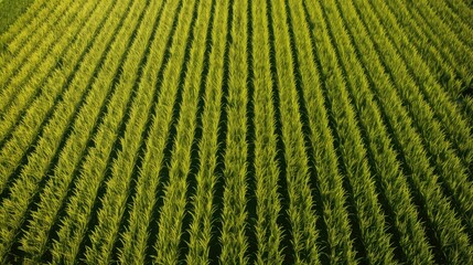 farm aerial corn field
