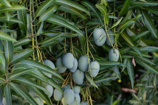 Close up of unripen green mango fruits hanging off the tree. Natural and fresh fruits concept.