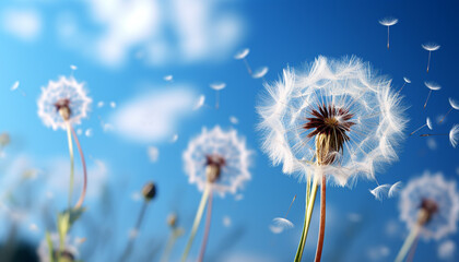 Fluffy dandelion seed blowing in the summer meadow, nature beauty generated by AI