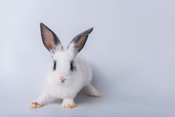 A cute little bunny with pointed ears, white fur, and sparkling eyes. On a white background isolated Based on Easter and holiday concepts
