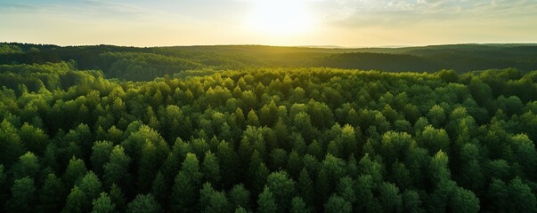 Drone view panoramic green forest at sunrise or sunset