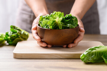 Organic cos romaine lettuce, Food ingredient for healthy salad - obrazy, fototapety, plakaty