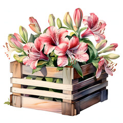 Alstroemeria in a Wooden Crate, colorful watercolors, watercolor illustration, cute cartoon , sharp outline, white background for removing background, single object.