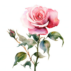Obraz premium Pink rose A single, carefully chosen flower stem in a slim vase, colorful watercolors, watercolor illustration, cute cartoon , sharp outline, white background for removing background, single object.