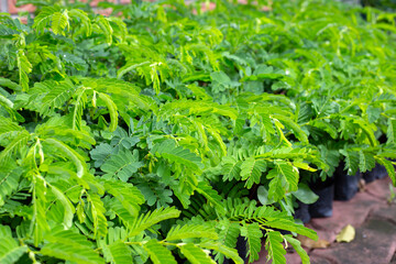 Young tamarind fresh leaves, tamarind tree