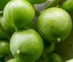 Macro view of Curio Rowleyanus, strings of pearls, houseplant