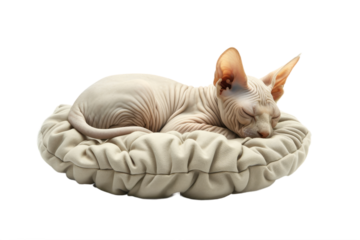 Hairless cat sleeping on soft cat bed, isolated on transparent background.