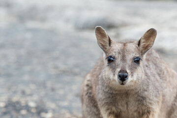 Rock Wallaby, Australia