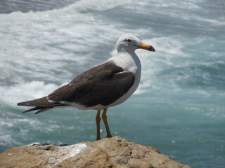 fauna de Antofagasta -  chile