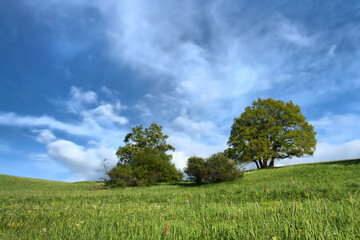 spring meadow in the Harz Mountains, Germany