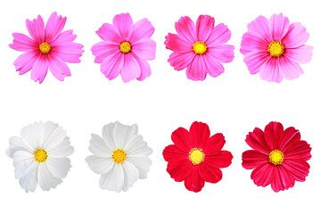 A set of cosmos flowers are isolated on a transparent background