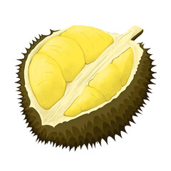tropical durian fruit illustration in png format