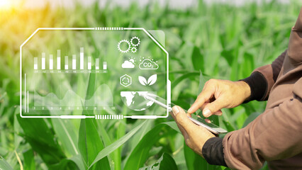 Agriculture technology farmer man using tablet computer analysis data and visual icon. Maize...