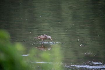 Hudsonian Godwit Hunting its Meal