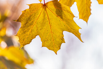 Maple branches with yellow leaves in autumn, in the light of sunset.