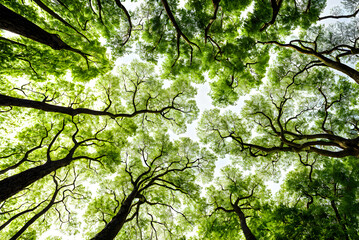 Fototapeta premium Forest tree canopy view from below.