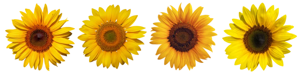 Fototapete Sonnenblume sunflowers   © Renso