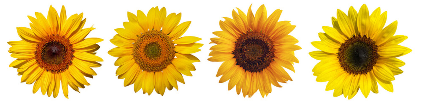 sunflowers 