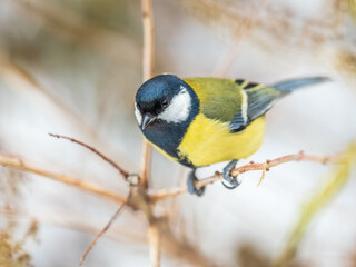 Cute bird Great tit, songbird sitting on the branch with blurred background