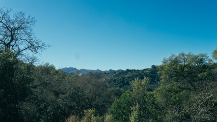forest in the mountains