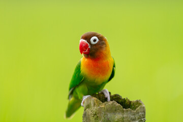 Lovebird Parrot (Agapornis Personatus) animal closeup with green background (Burung Cinta)