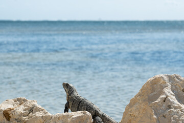 iguana on the beach of San Pedro in Belize