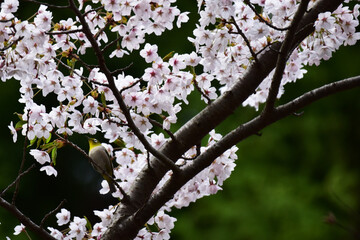 桜の花を見上げるメジロ